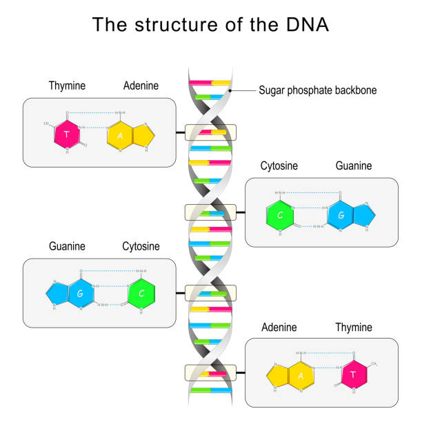 ilustrações, clipart, desenhos animados e ícones de estrutura de dna. emparelhamento de base e nucleotídeo - nucleotides