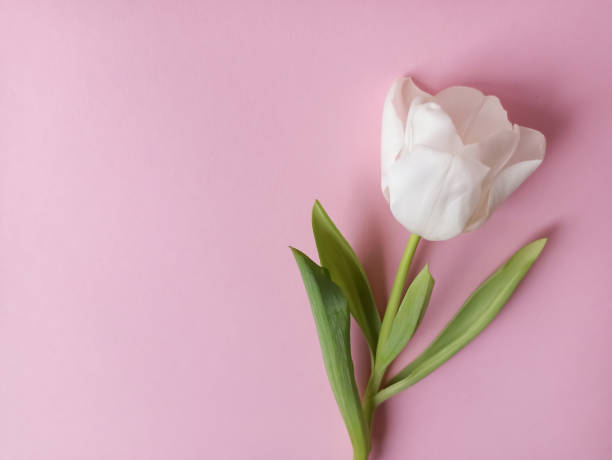 istock A white tulip on a pink background. Gentle greeting card 1365914687