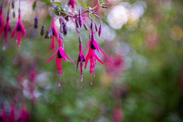 The beauty of the fuchsia plant is focused against a background of green