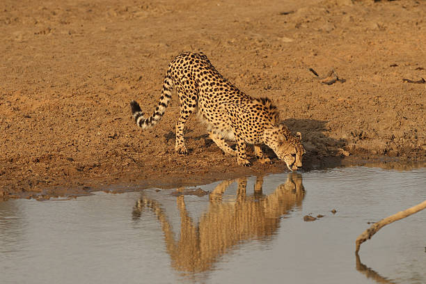 istock Male African Cheetah drinking 136591517