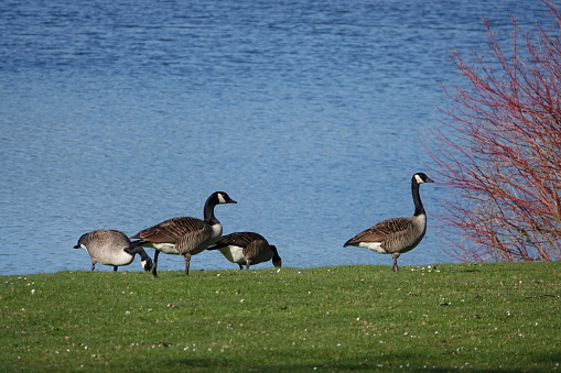 A herd of geese on the shores of the lake
