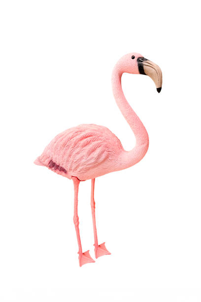 istock Pink flamingo isolated on white 1365916189