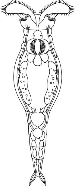 Coloring page with scheme of bdelloid rotifer anatomy isolated on white background Coloring page with scheme of bdelloid rotifer anatomy isolated on white background rotifera stock illustrations