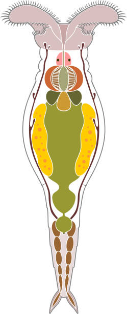 Scheme of bdelloid rotifer anatomy isolated on white background Scheme of bdelloid rotifer anatomy isolated on white background rotifera stock illustrations