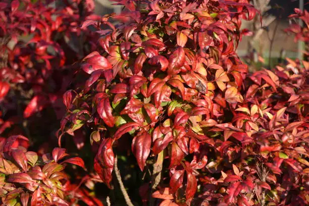 Nandina. Otafuku-Nanten. Berberidaceae evergreen shrub. In Japan, it is called Otafuku Nanten, and although it is about 50 cm tall and does not bloom, it is used for garden trees and flower beds.