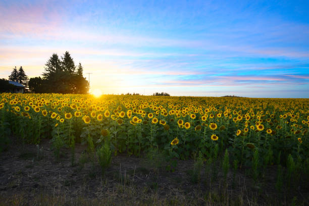 un grand champ de tournesols en fleurs à côté d’une petite ferme alors que le soleil se couche dans la région nord-ouest intérieure de spokane washington - washington state spokane farm crop photos et images de collection