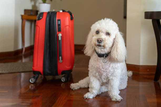 istock Dog on the side of a travel suitcase with a worried face 1365916607