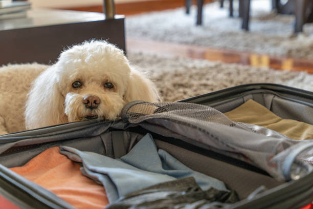 istock Sad looking dog with open luggage suitcase 1365916616
