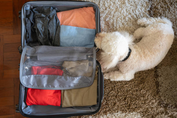 istock Top view of a dog looking at a suitcase with clothes 1365916628