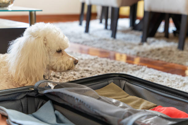 istock Dog looking at its owner's luggage 1365916629