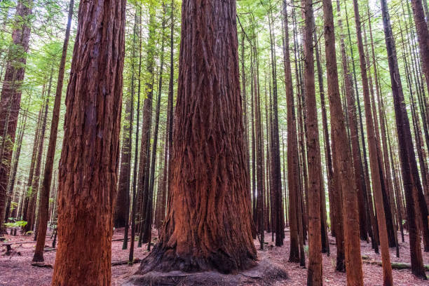 Large cluster of trees in the California Muir Forest