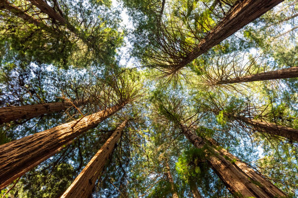 istock Tall Redwoods of the Muir Forest 1365917490