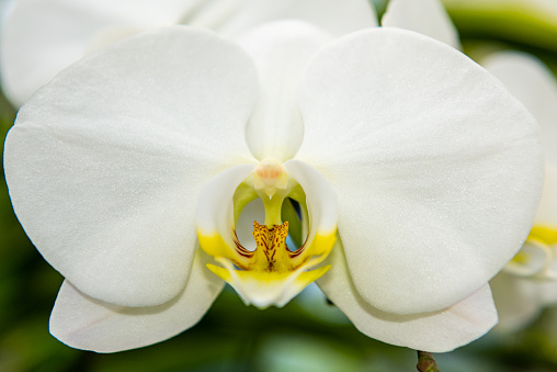 Close up photo of an orchid