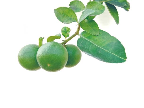 istock Green limes on  the tree on white background. 1365917894