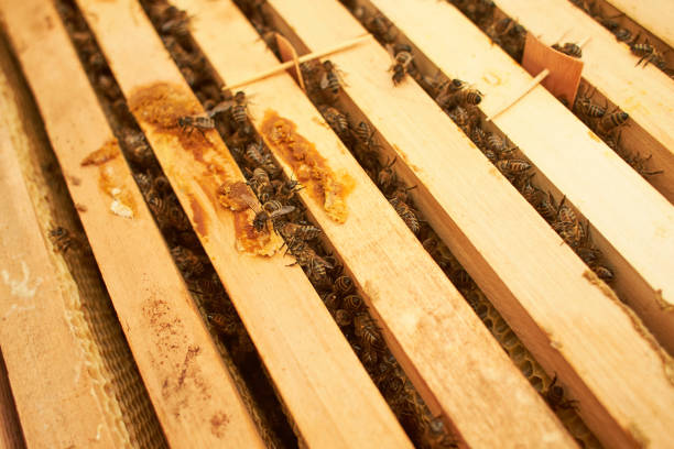 istock Bee on honeycomb with honey slices nectar into cells. Macro image of a bee on a frame from a hive. Bees on honeycomb. winter time 1365918864