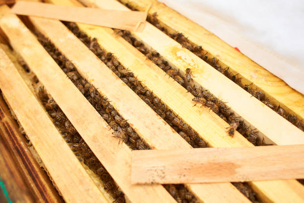 Bee on honeycomb with honey slices nectar into cells. Macro image of a bee on a frame from a hive. Bees on honeycomb. winter time