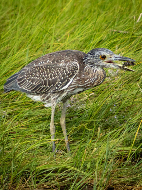 istock Yellow-crowned night heron, juvenile. 1365919903