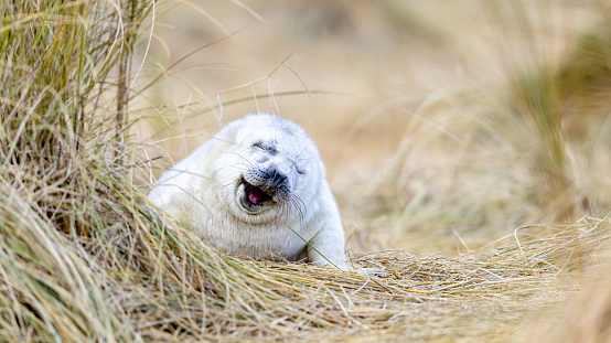 A gray seal pup rests on a beach in Norfolk, England, one of the last of the 1000+ born in the winter of 2021/22.