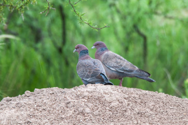 istock Picazuro Pigeon, La Pampa 1365920222