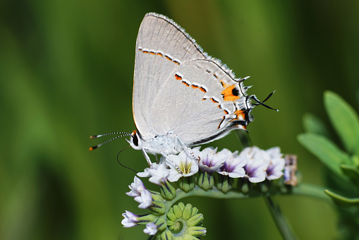 A Grey Hairstreak Butterfly Nectaring on a Flower