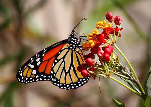 A Majestic Monarch butterfly feeding on some pink flowers