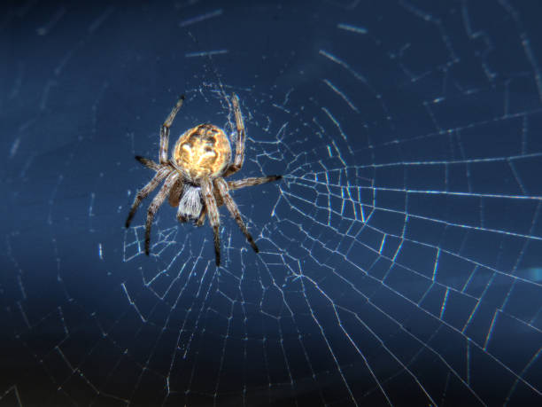 istock Spider sitting at the center of its web. 1365921123