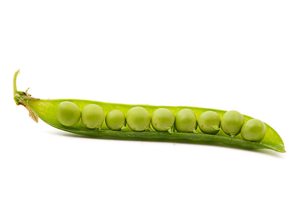 pod of erbsen - green pea pea pod sweet food freshness stock-fotos und bilder