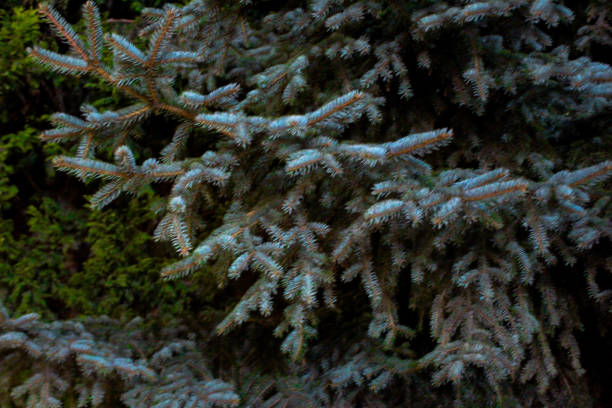 pine tree and snow and night winter