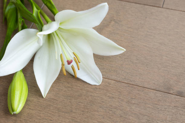 istock Lily on light wood 1365923386