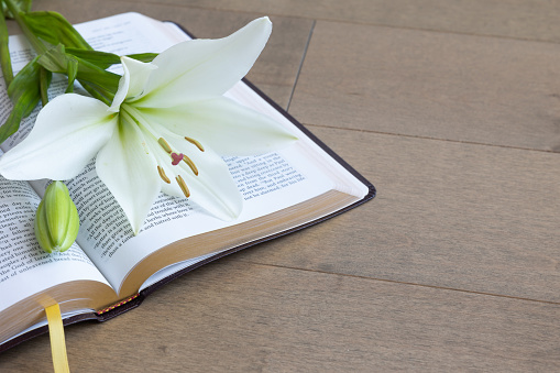 White lily laying on an open bible with copy space on light wood background