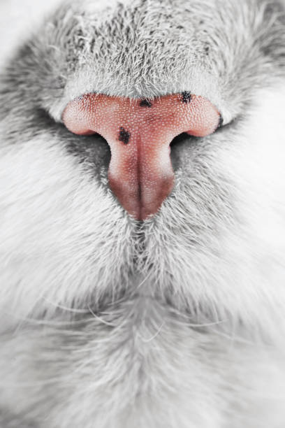 istock Close up of a Pink Cat’s Nose 1365923963
