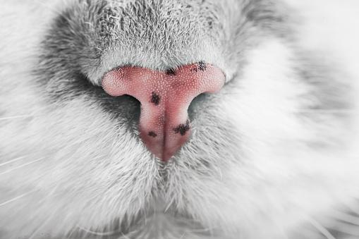 Close up of a pink cat’s nose.