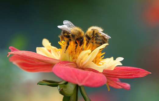 A beautiful close-up shot of two bumblebees collecting pollen from a yellow and red coloured flower against a blurry green background.