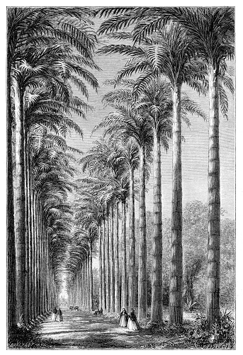 A palm tree avenue ( landscape allée ) of Roystonea oleracea palms in the Rio de Janeiro Botanical Garden or Jardim Botânico
Original edition from my own archives
Source : Illustrierte Welt 1869