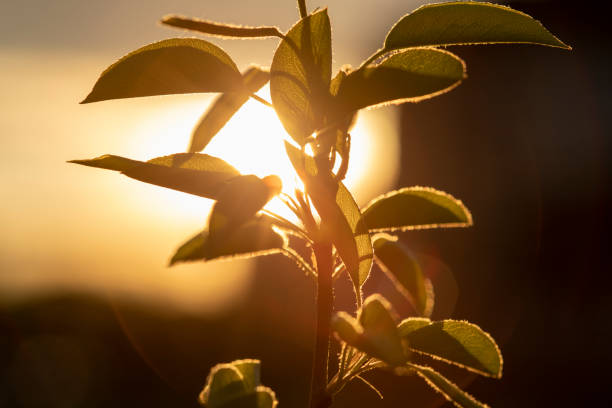 istock the branch of the tree on sunset 1365925010