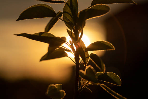 istock the branch of the tree on sunset 1365925051