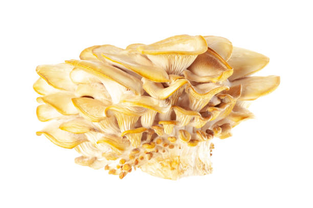 istock oyster mushroom close up isolated on white background 1365925287
