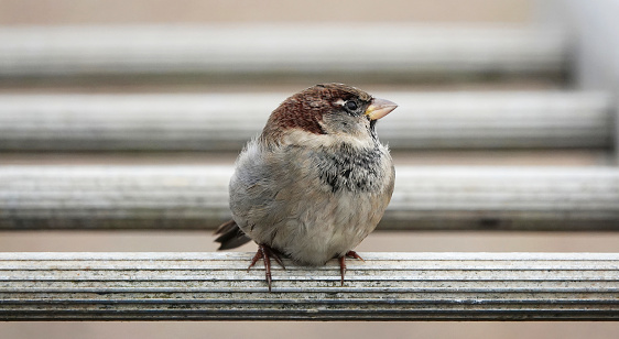 A cute close-up shot of a male house sparrow perching on the rung of a ladder and looking to one side.