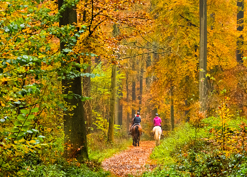 Riding horse in autumn forest path between fallen leaves
