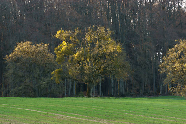 istock Tree covered in golden sunlight in front of a forest in early spring 1365928703