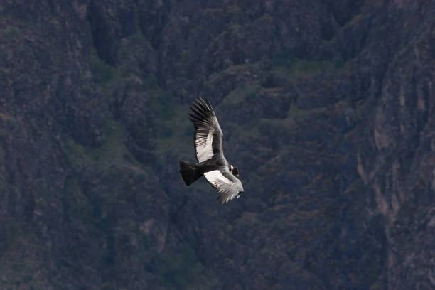 Andean condor Image of a condor flying in the Colca canyon, Arequipa, Peru condor stock pictures, royalty-free photos & images