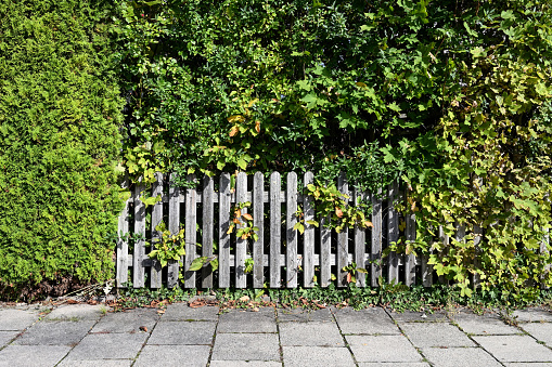fence overgrown by a hedge