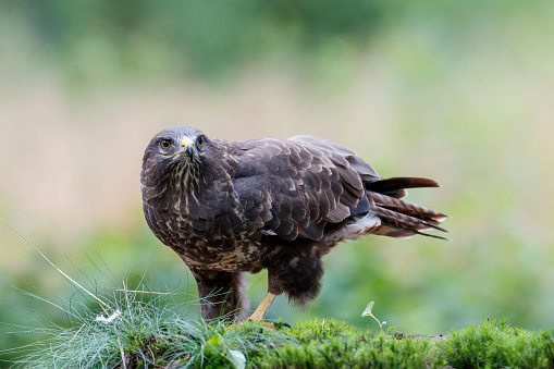 Common Buzzard (Buteo buteo) sarching for food in the forest of Noord Brabant in the Netherlands.  Green forest background