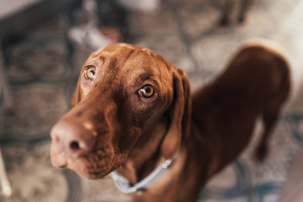 istock Close-up view of a cute dog looking at camera. 1365933160
