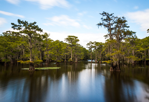 Long exposure image of the Caddo Lake in Texas