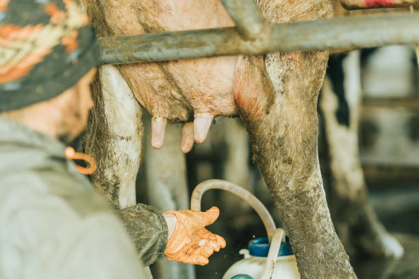istock man removing teat cups after milking a cow 1365933326