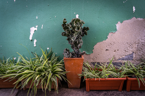 Cactus and other plants placed in the sunlight against a wall outdoors in Bangkok, Thailand.