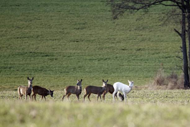 White roe deer, Capreolus capreolus, with a with a group of other roe deers on a field A white roe deer, Capreolus capreolus, with a with a group of other roe deers on a field in Germany. albino deer stock pictures, royalty-free photos & images