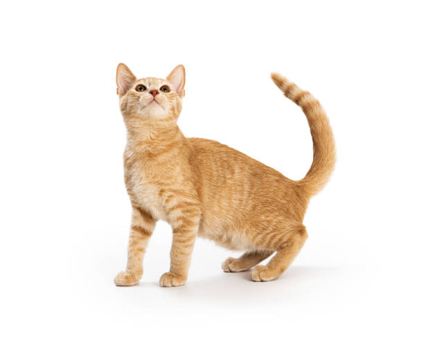 istock Cute Orange Tabby Kitten Lifting Head Up 1365937441