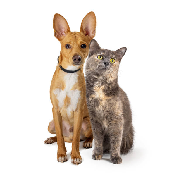istock Pet Dog and Cat Sitting Together Over White 1365937449